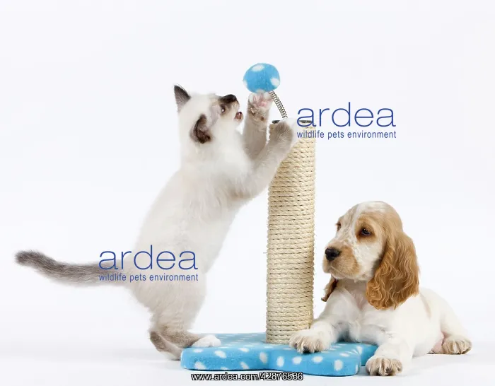: Dog - Cocker Spaniel with Cat - Birman kitten - : Dog - Cocker Spaniel with Cat - Birman kitten -