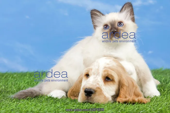 : Dog - Cocker Spaniel with Cat - Birman kitten : Dog - Cocker Spaniel with Cat - Birman kitten