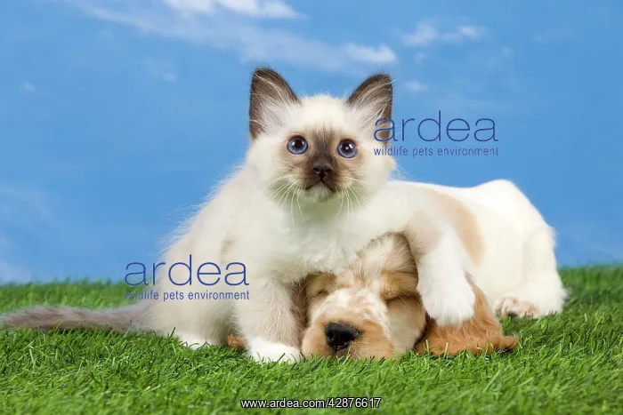: Dog - Cocker Spaniel with Cat - Birman kitten : Dog - Cocker Spaniel with Cat - Birman kitten