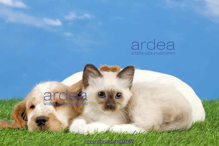 : Dog - Cocker Spaniel with Cat - Birman kitten : Dog - Cocker Spaniel with Cat - Birman kitten