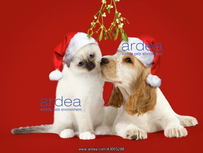 : Dog Cocker Spaniel with Cat Birman kitten : Dog Cocker Spaniel with Cat Birman kitten