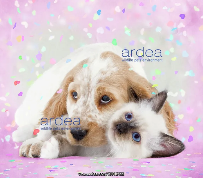 : Dog - Cocker Spaniel with Cat - Birman kitten : Dog - Cocker Spaniel with Cat - Birman kitten