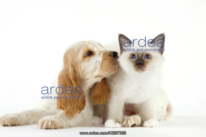 : Dog - Cocker Spaniel with Cat - Birman kitten : Dog - Cocker Spaniel with Cat - Birman kitten