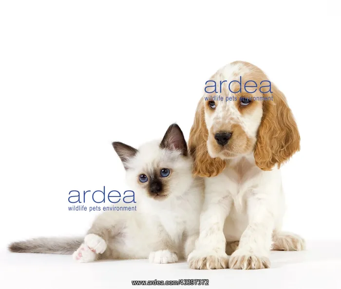 : Dog - Cocker Spaniel with Cat - Birman kitten : Dog - Cocker Spaniel with Cat - Birman kitten