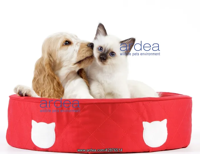 : Dog - Cocker Spaniel with Cat - Birman kitten - in cat bed : Dog - Cocker Spaniel with Cat - Birman kitten - in cat bed