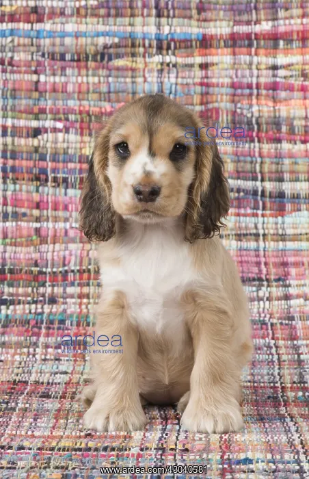 : DOG. Cocker Spaniel on a colourful rug : DOG. Cocker Spaniel on a colourful rug