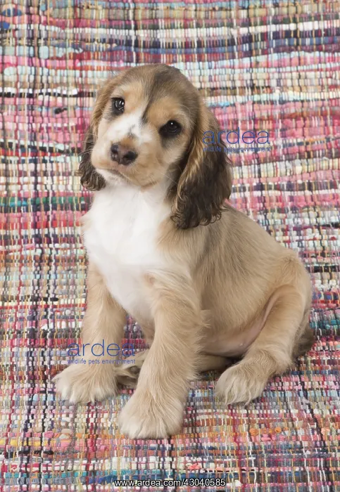 : DOG. Cocker Spaniel on a colourful rug : DOG. Cocker Spaniel on a colourful rug