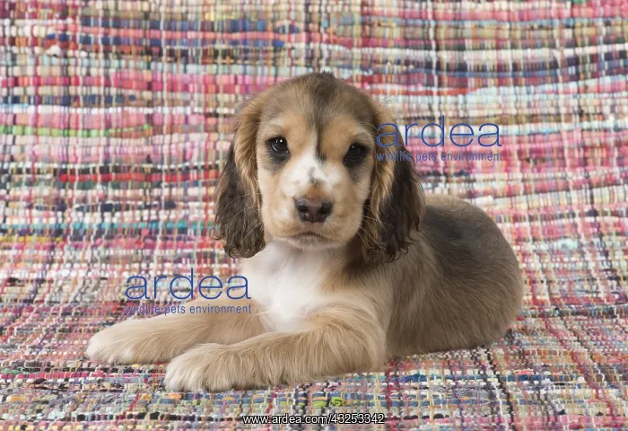 : DOG. Cocker Spaniel on a colourful rug : DOG. Cocker Spaniel on a colourful rug