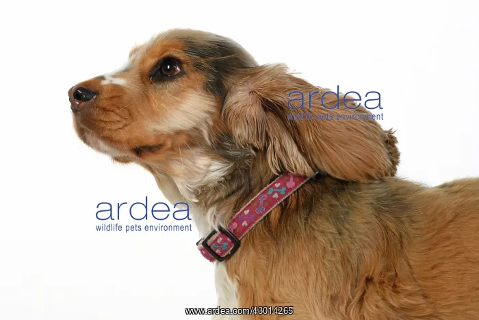 : DOG. Cocker Spaniel, with ears & fur blowing : DOG. Cocker Spaniel, with ears & fur blowing