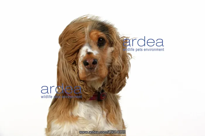 : DOG. Cocker Spaniel, with ears & fur blowing : DOG. Cocker Spaniel, with ears & fur blowing