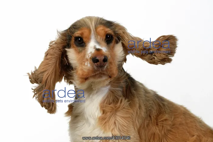 : DOG. Cocker Spaniel, with ears & fur blowing : DOG. Cocker Spaniel, with ears & fur blowing