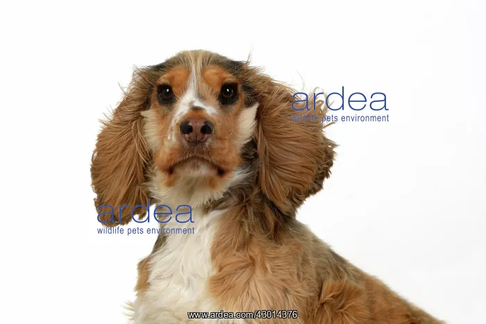 : DOG. Cocker Spaniel, with ears & fur blowing : DOG. Cocker Spaniel, with ears & fur blowing