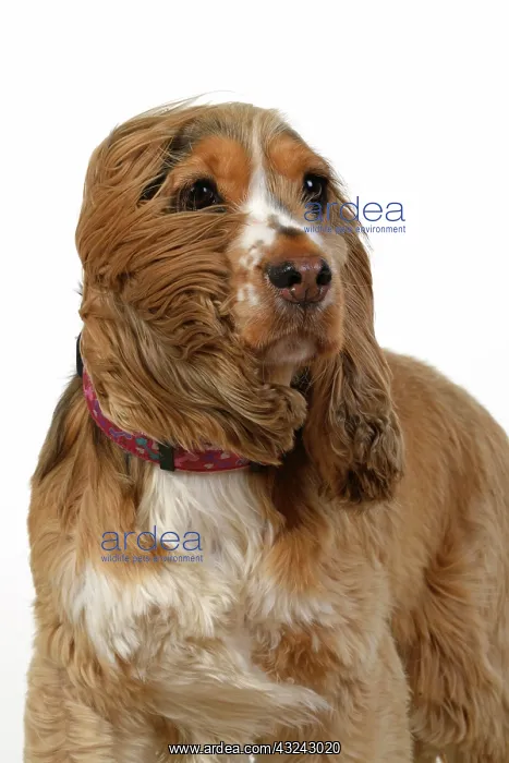 : DOG. Cocker Spaniel, with ears & fur blowing : DOG. Cocker Spaniel, with ears & fur blowing