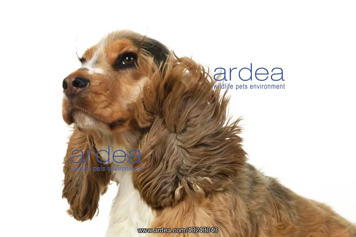 : DOG. Cocker Spaniel, with ears & fur blowing : DOG. Cocker Spaniel, with ears & fur blowing