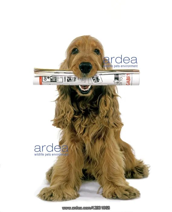 : Dog - Cocker Spaniel, holding newspaper in mouth : Dog - Cocker Spaniel, holding newspaper in mouth