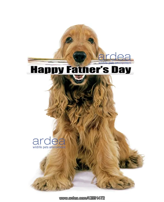 : Dog - Cocker Spaniel, holding newspaper in mouth : Dog - Cocker Spaniel, holding newspaper in mouth