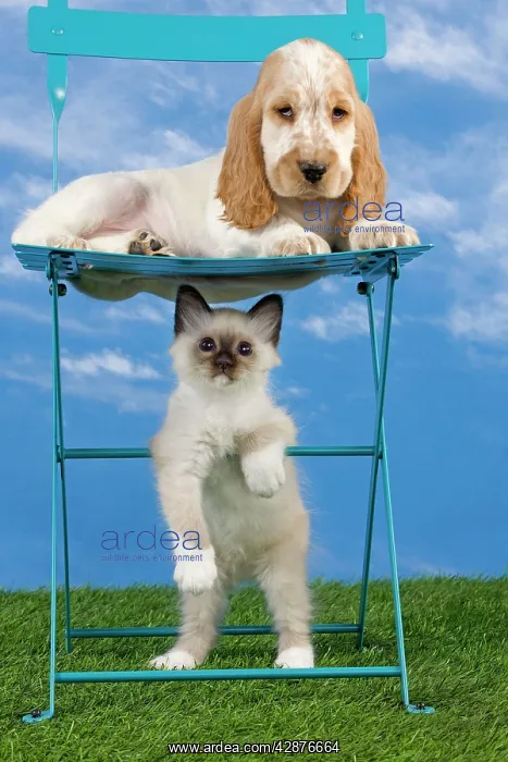 : Dog - Cocker Spaniel laying down on chair with : Dog - Cocker Spaniel laying down on chair with