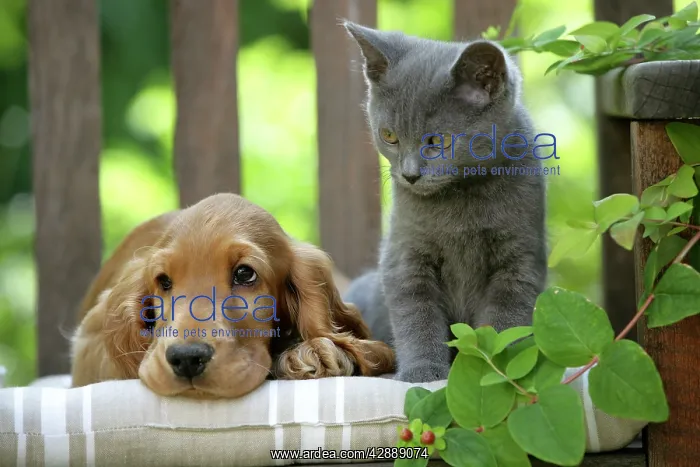 : Dog - Cocker Spaniel lying on bench with grey kitten : Dog - Cocker Spaniel lying on bench with grey kitten