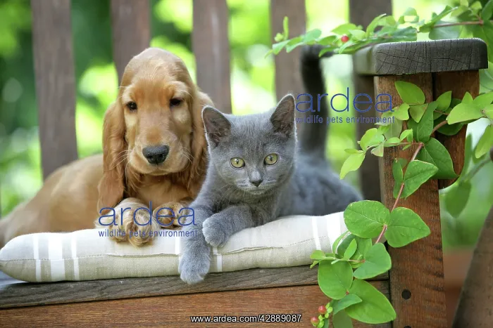 : Dog - Cocker Spaniel lying on bench with grey kitten : Dog - Cocker Spaniel lying on bench with grey kitten