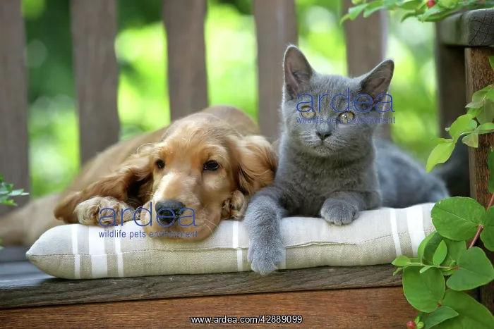 : Dog - Cocker Spaniel lying on bench with grey kitten : Dog - Cocker Spaniel lying on bench with grey kitten