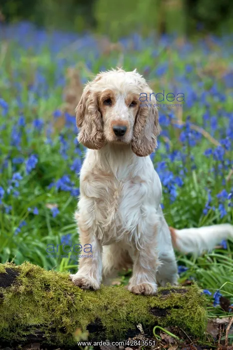 : DOG - Cocker Spaniel (orange roan) in bluebells : DOG - Cocker Spaniel (orange roan) in bluebells