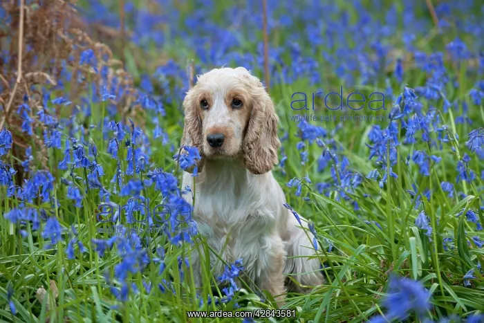 : DOG - Cocker Spaniel (orange roan) in bluebells : DOG - Cocker Spaniel (orange roan) in bluebells