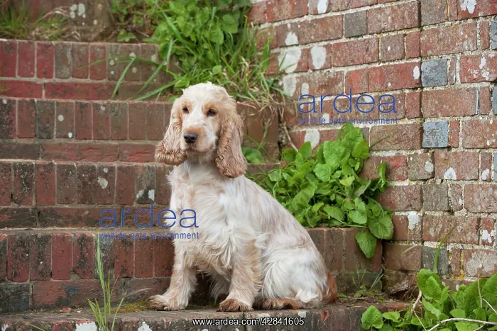 : DOG - Cocker Spaniel (orange roan) - sitting on steps : DOG - Cocker Spaniel (orange roan) - sitting on steps