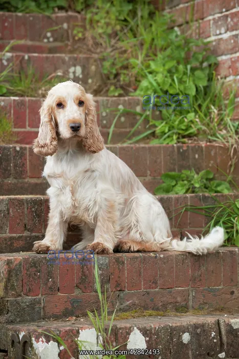 : DOG - Cocker Spaniel (orange roan) - sitting on steps : DOG - Cocker Spaniel (orange roan) - sitting on steps