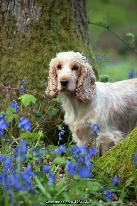 : DOG - Cocker Spaniel (orange roan) - standing betweens : DOG - Cocker Spaniel (orange roan) - standing betweens