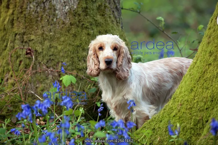 : DOG - Cocker Spaniel (orange roan) - standing betweens : DOG - Cocker Spaniel (orange roan) - standing betweens
