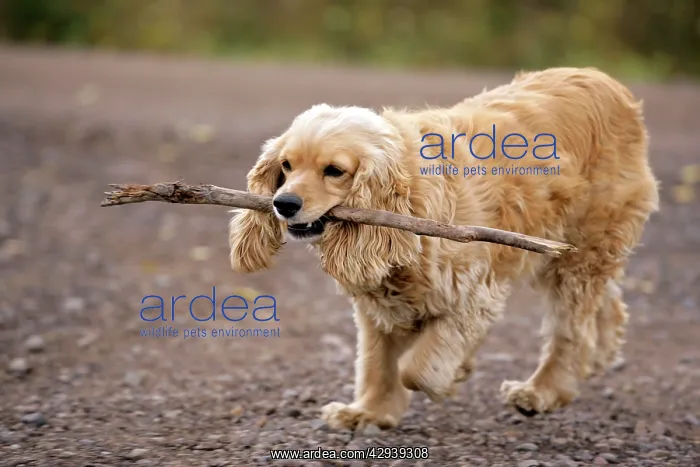 : Dog - Cocker Spaniel playing with stick on local gravel road : Dog - Cocker Spaniel playing with stick on local gravel road