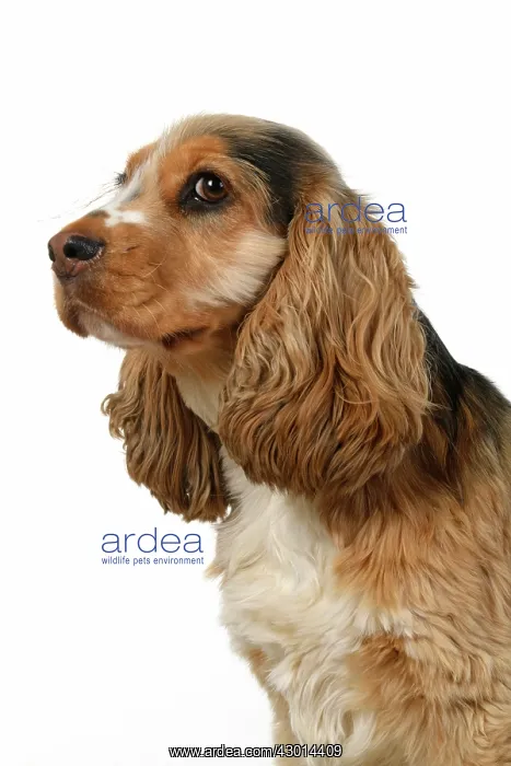 : DOG. Cocker Spaniel, portrait, head & shoulders : DOG. Cocker Spaniel, portrait, head & shoulders