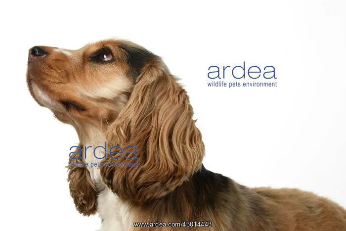 : DOG. Cocker Spaniel, portrait, head & shoulders : DOG. Cocker Spaniel, portrait, head & shoulders