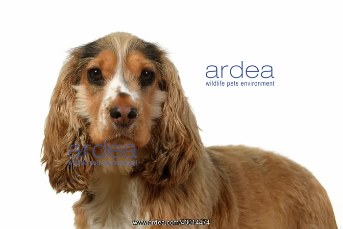 : DOG. Cocker Spaniel, portrait, head & shoulders : DOG. Cocker Spaniel, portrait, head & shoulders