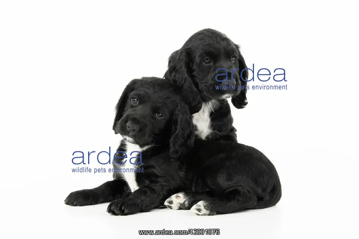 : Dog. Cocker Spaniel puppies, black with white (7 : Dog. Cocker Spaniel puppies, black with white (7