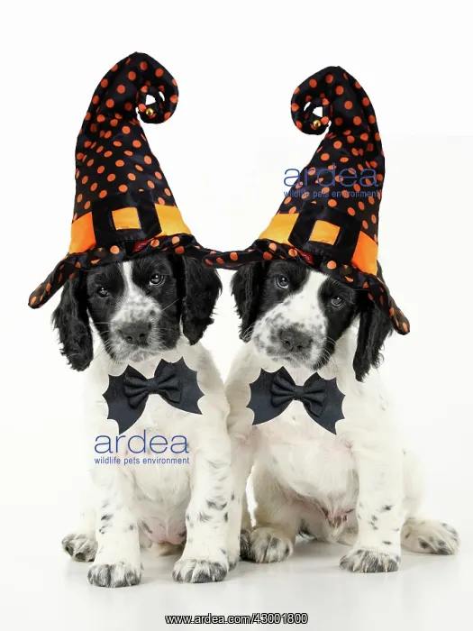 : Dog. Cocker Spaniel puppies wearing Halloween witch : Dog. Cocker Spaniel puppies wearing Halloween witch