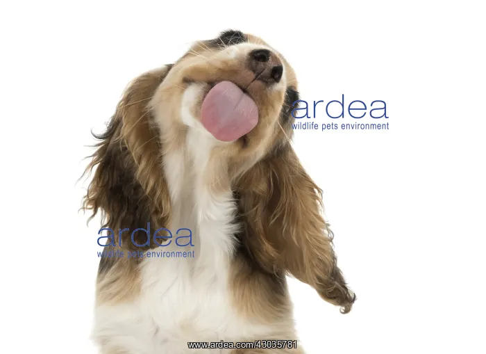 : DOG. Cocker Spaniel puppy ( 14 weeks old ) licking glass : DOG. Cocker Spaniel puppy ( 14 weeks old ) licking glass