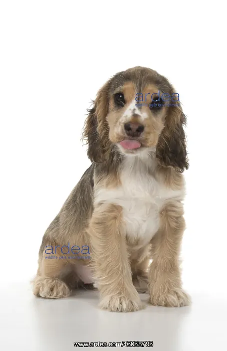  : DOG. Cocker Spaniel puppy ( 14 weeks old ) mouth
