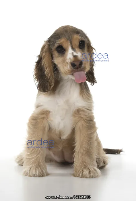  : DOG. Cocker Spaniel puppy ( 14 weeks old ) mouth