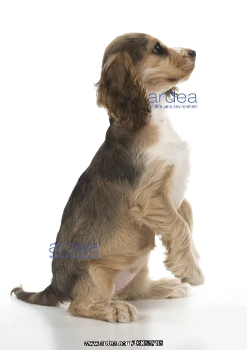: DOG. Cocker Spaniel puppy ( 14 weeks old ) sitting : DOG. Cocker Spaniel puppy ( 14 weeks old ) sitting