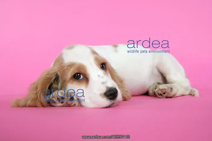 : DOG. Cocker Spaniel puppy : DOG. Cocker Spaniel puppy