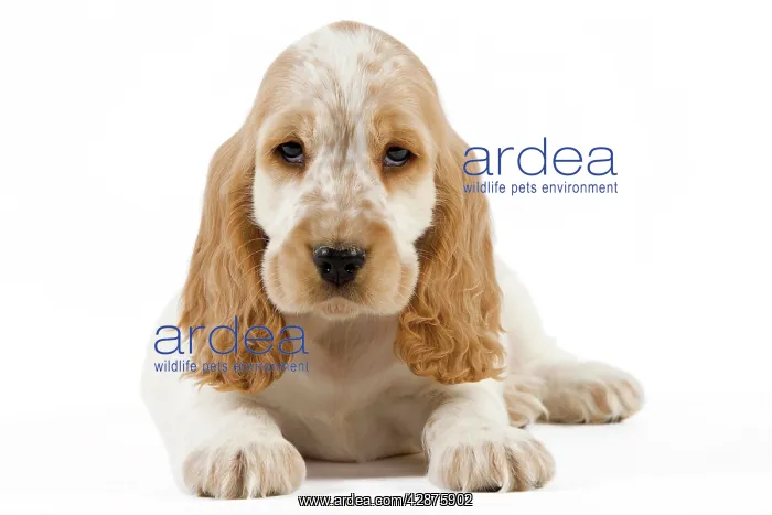 : Dog - Cocker Spaniel puppy : Dog - Cocker Spaniel puppy