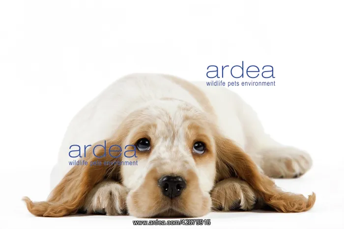 : Dog - Cocker Spaniel puppy : Dog - Cocker Spaniel puppy