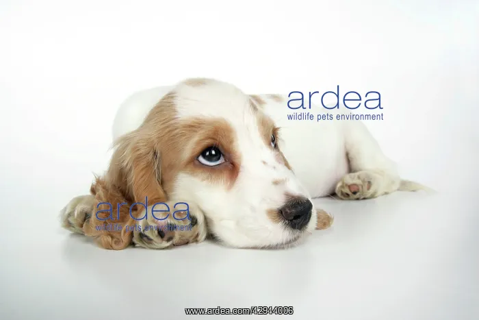: DOG. Cocker Spaniel puppy : DOG. Cocker Spaniel puppy