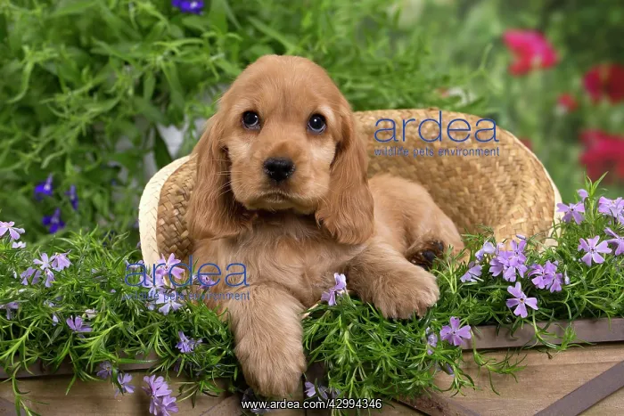 : Dog - Cocker Spaniel puppy : Dog - Cocker Spaniel puppy