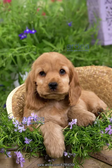 : Dog - Cocker Spaniel puppy : Dog - Cocker Spaniel puppy