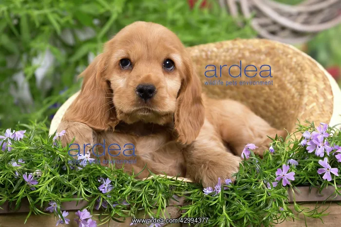 : Dog - Cocker Spaniel puppy : Dog - Cocker Spaniel puppy