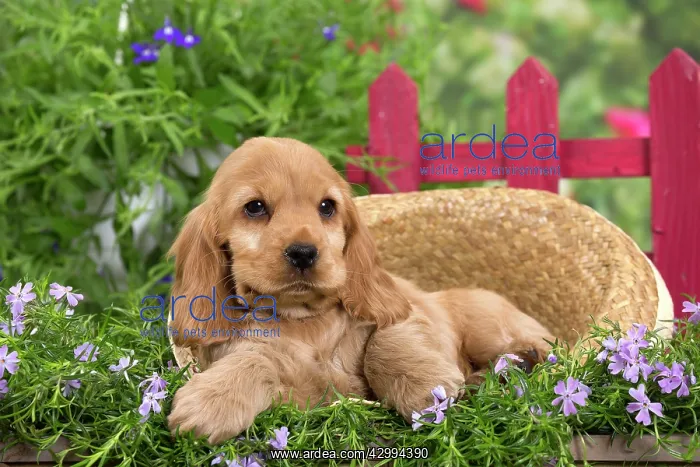 : Dog - Cocker Spaniel puppy : Dog - Cocker Spaniel puppy