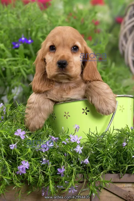 : Dog - Cocker Spaniel puppy : Dog - Cocker Spaniel puppy