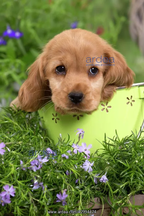 : Dog - Cocker Spaniel puppy : Dog - Cocker Spaniel puppy